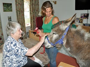 Animal assisted therapy - Donkey
